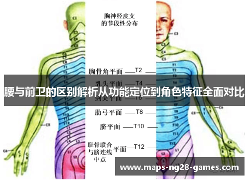 腰与前卫的区别解析从功能定位到角色特征全面对比